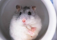 倉鼠被嚇?biāo)懒四芗本葐幔芫忂^來嗎）